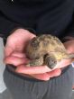 Horsfield : Female approx 5 years old (Raphael)